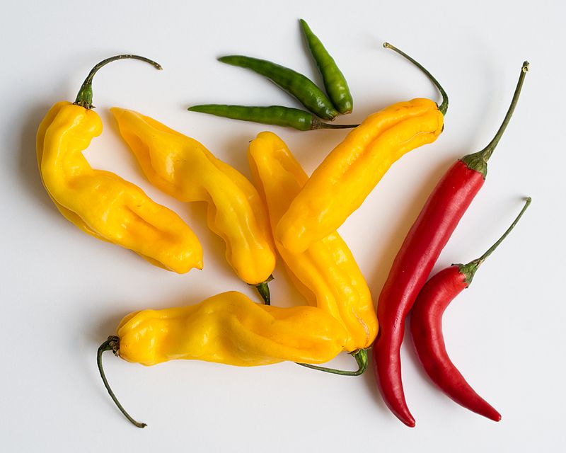 Chili Pepper 101: Is It Chili Pepper or Chile Pepper?
