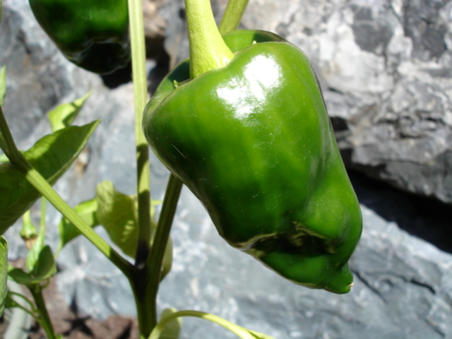 Chili Pepper 101: Poblano/Ancho