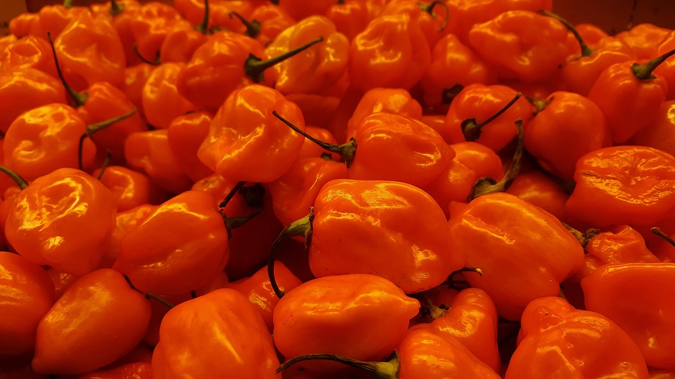 Chili Pepper 101: Habanero
